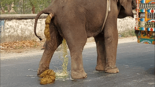 an elephant standing on the side of a road with a truck behind it