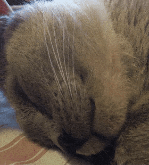 Sweet Dreams Cat GIF - Sweet Dreams Cat Pet GIFs