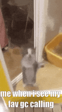 a picture of a cat standing in a doorway with the caption " me when i see my fav gc calling "