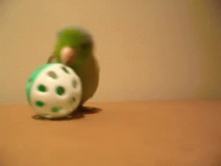 This Is Mine GIF - Birds Ball Toy GIFs