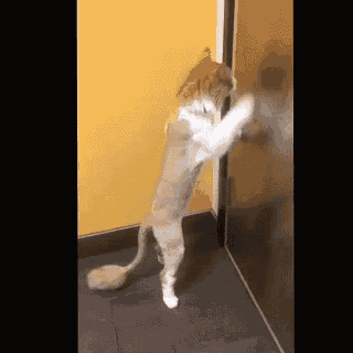 a cat is standing on its hind legs playing with a door handle .
