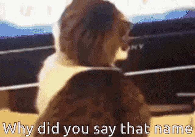 Cat Look At You GIF - Cat Look At You Why Did You Say That Name GIFs