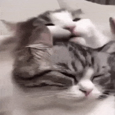 a close up of a cat licking another cat 's face on a couch .