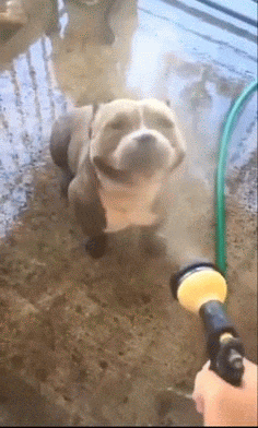 a dog is being sprayed with a hose