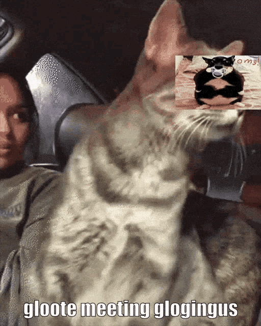 Fat Cat Silly Cat GIF