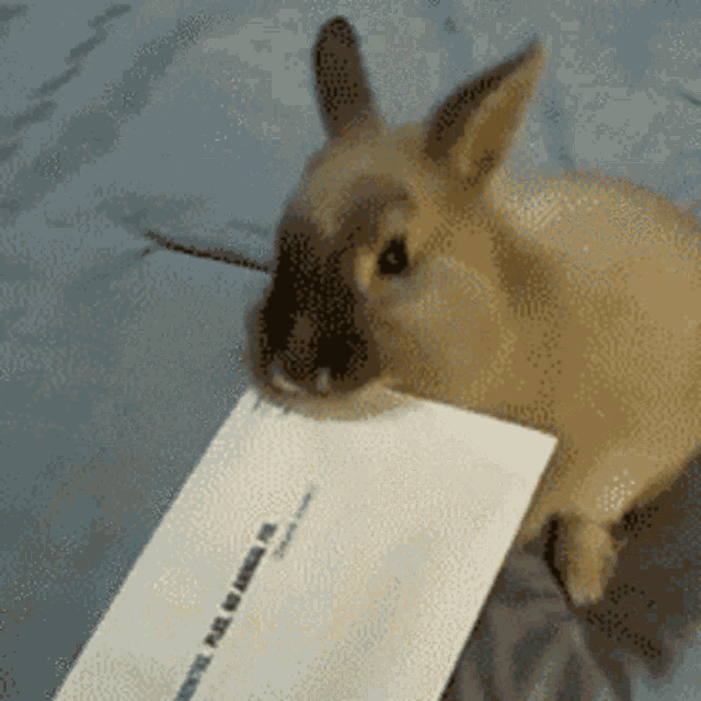 Rabbit Letter Opener GIF - Rabbit Letter Opener Office GIFs