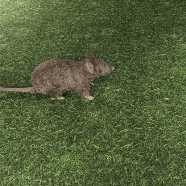 a rat is walking on a lush green field of grass
