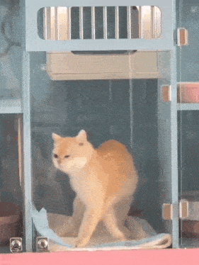 a cat is standing in a glass cage with a pink blanket