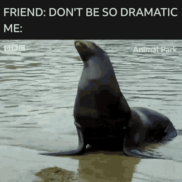 Dramatic Seal GIF - Dramatic Seal GIFs