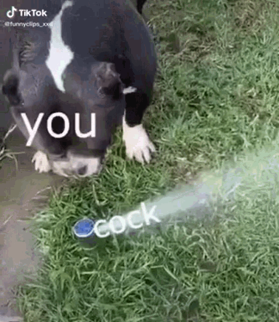 a black and white dog is standing in the grass next to a pepsi can that says `` you cock '' .