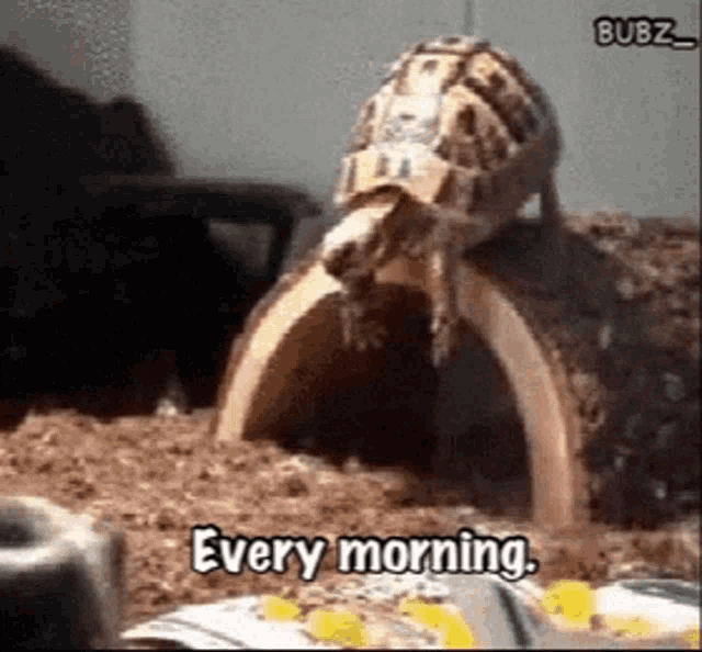 Morning Every Morning GIF - Morning Every Morning Turtle GIFs