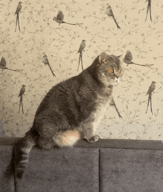 a cat is sitting on a couch in front of a wallpaper with birds on it