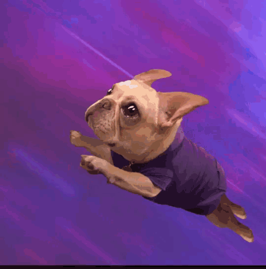 Flying Bull Dog GIF - Flying Bull Dog GIFs