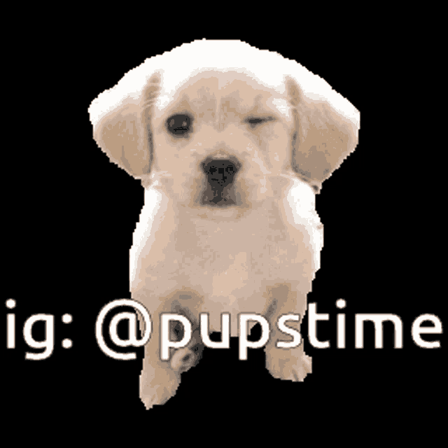 a picture of a puppy with the hashtag @pupstime on it