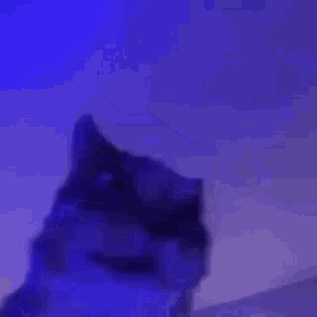 Cat Gato GIF - Cat Gato Ansioso GIFs