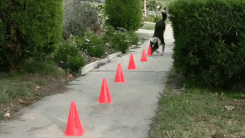 a dog is walking down a sidewalk with red cones