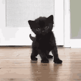 a small black kitten is standing on a wooden floor in a room .