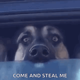 Dog Looking GIF - Dog Looking Stare GIFs