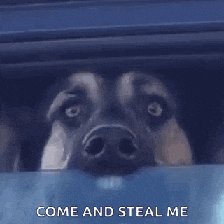 a dog is sticking its head out of a car window with the words `` come and steal me '' .