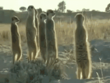 a group of meerkats are standing in a field looking at something