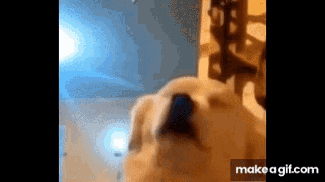 Jens Dog Witcher Dog GIF - Jens Dog Witcher Dog Toss A Coin Dog GIFs