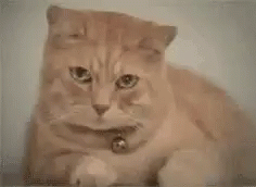 Funny Animals Crying Cat GIF - Funny Animals Crying Cat GIFs