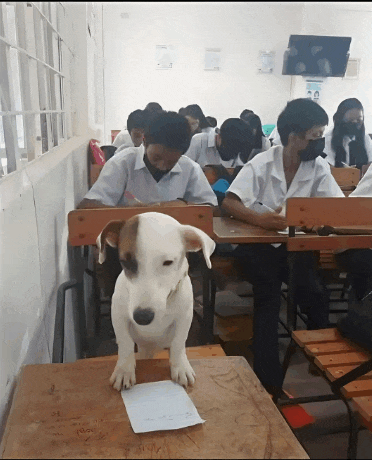 a dog sits on a desk with a piece of paper that says " i love you " on it