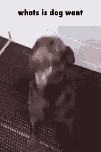 Whats Is Dog Want Funny Dog GIF - Whats Is Dog Want Funny Dog Cute GIFs