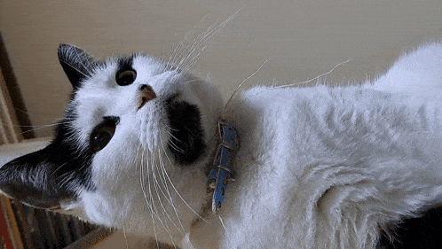 a black and white cat wearing a blue collar