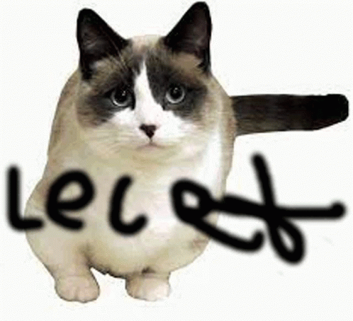 Pogchamp Cat Le Cat Gif GIF - Pogchamp Cat Le Cat Gif GIFs
