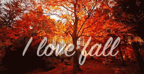 I Love Fall GIF - I Love Fall Fall GIFs