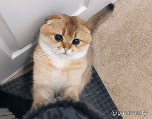 Pawsonify Pounce GIF - Pawsonify Pounce Cute Cat GIFs