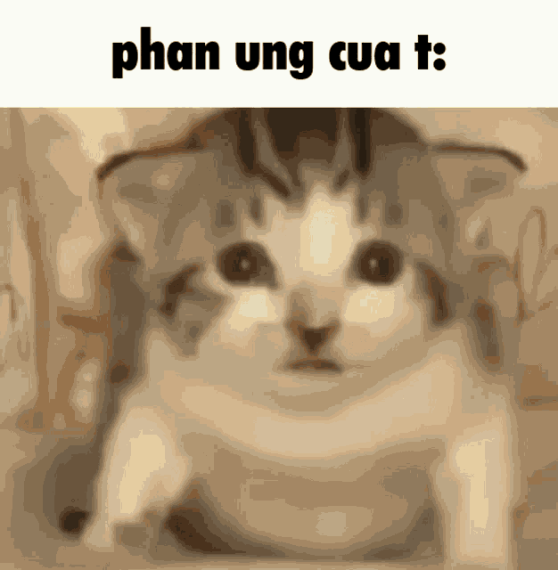 Phan Ung Cua T GIF - Phan Ung Cua T GIFs
