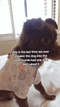 a dog is wearing a shirt that says this is the last time we ever sneakin the dog into the hotel