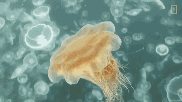 Moon Jellyfish World Jellyfish Day GIF - Moon Jellyfish World Jellyfish Day Underwater GIFs