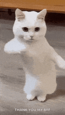 a white cat is standing on its hind legs on a wooden floor .