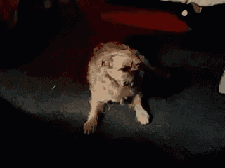 a small dog is laying on the floor in a dark room .