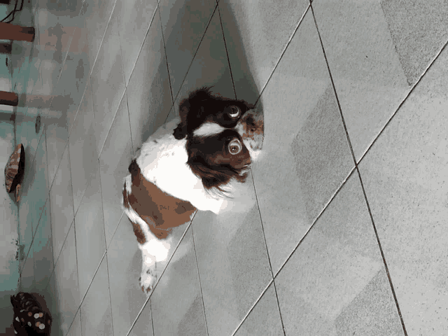 a brown and white dog sitting on a tiled floor looking up