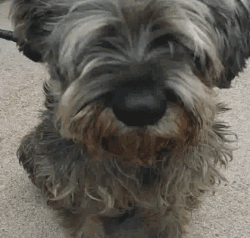 a close up of a dog 's face with a beard