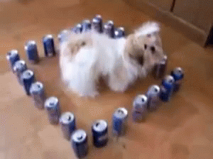 Can Cage GIF - Trapped Cans Dog GIFs