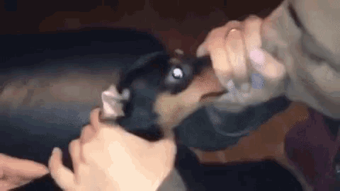 a close up of a person holding a small dog 's head .