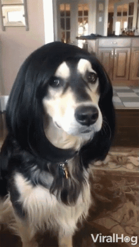 Dog Wig GIF - Dog Wig Dog With A Wig GIFs