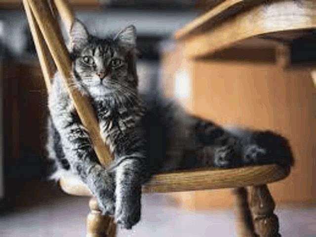 a cat is sitting on a wooden chair with its paws on the back .