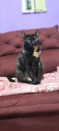 a cat is sitting on a couch with a purple wall behind it