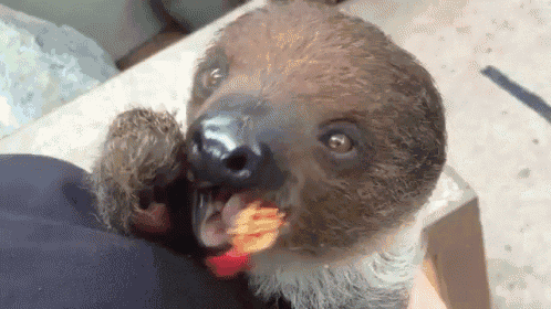 Baby Sloth Cuteness GIF - Sloth Eating Cute GIFs