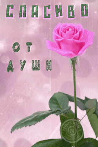 a pink rose is on a pink background with russian letters