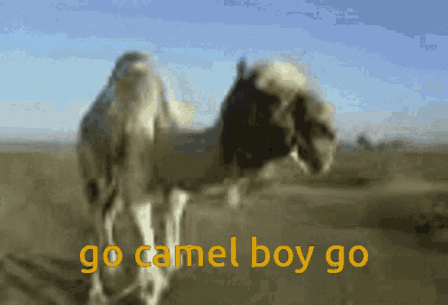 Camel Go Camel Go GIF - Camel Go Camel Go Go Ark GIFs