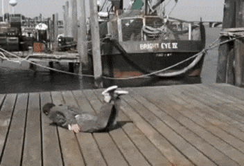 Fish Flop GIF - Fish Flop Flopping GIFs