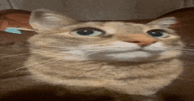 Whar Cat GIF - Whar Cat Looking GIFs