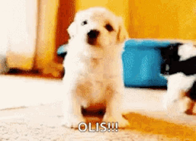 a puppy is standing on the floor and says olis